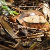 Ящичная черепаха в природном заповеднике Суанлиен (фото: ВИА) 