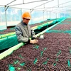 Проверка качества экспортируемого кофе в кооперативе Эа Тан (провинция Даклак). (Фото: hanoimoi.com.vn)