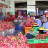Биньтхуан известен как один из регионов с самой большой площадью выращивания драгонфрута, площадью почти 30.000 га. (Фото: www.binhthuan.gov.vn)
