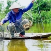Модель разведения креветок под пологом мангровых зарослей в Камау весьма эффективна. (Фото: baocamau.com.vn)