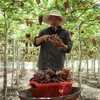 Фермеры в виноградной деревне Тхай-ан (община Виньхай, уезд Ниньхай) собирают винограды сорта Ред Кардинал, выращенные в соответствии со стандартами VietGAP. (Фото: ВИА)