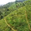 Северная провинция Йенбай ежегодно высаживает 15 тыс. га леса, стремясь довести его площадь до 65%. (Фото: ВИA)