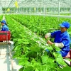 Из 12 зеленых зон Вьетнама кредитный баланс в сфере чистого сельского хозяйства составил 32%. (Фото: nongnghiep.vn )