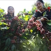 Сбор урожая кофе в городе Буонматхуот, провинция Даклак. (Фото: ВИА)