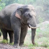 Слон в Донннае. (Фото: nhandan.vn)