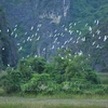Аисты в заповеднике водно-болотных угодий Ванлонг в провинции Ниньбинь. (Фото: ВИА)