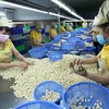 Классификация орехов кешью в компании Nguyen Thong company, город Туйхоа, Фу Йен. (Фото: ВИА)