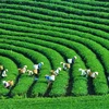 Зеленое экономическое развитие – устойчивый шаг для развития стран. (Фото http://tapchimoitruong.vn)