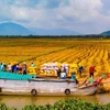 Дельта Меконга — важный сельскохозяйственный экономический район страны. Сельское хозяйство в дельте Меконга обеспечивает более 33% сельскохозяйственного ВВП страны и 30% ВВП региона. (Фото: nongnghiep.vn)