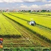 Местные власти в районе дельты Меконга предлагают льготы для привлечения инвестиций в сельское хозяйство - Иллюстративное изображение (Фото: ВИA)