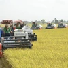 В этом году в стране было засеяно около 7,1 млн га риса, урожайность которого оценивается в 6,08 тонны нешлифованного риса с гектара (Фото: ВИА) 