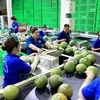 Вьетнамский экспорт фруктов и овощей достиг рекордного уровня в 2023 году.