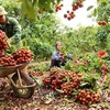 Фермеры собирают урожай личи в провинции Бакжанг. Личи входит в число вьетнамских фруктов, разрешенных для экспорта в Китай по официальным каналам. (Фото: ВИA)