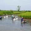 Выращивание риса и креветок в районе Анминь, провинция Кьенжанг в дельте Меконга, является моделью адаптации к изменению климата. (Фото: ВИA)
