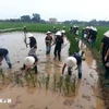 Иностранные туристы с удовольствием знакомятся с процессом посадки риса в древней деревне Дыонглам в Ханое. (Фото: ВИА) 