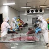 Переработка тунца на фабрике в южно-центральной провинции Кханьхоа. (Фото: ВИА)