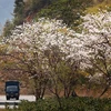 Цветы бан на перевале Фадинь в настоящее время находятся в полном цвету. (Фото: ВИА) 