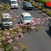 Розовые трубчатые цветы распускаются вдоль улицы Во Ван Киет в районе 1. (Фото: ВИА) 
