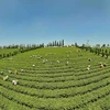 Общество с ограниченной ответственностью Компания Gia Dat Viet Co., Ltd (община Локкуанг, уезд Баолок) владеет 350 га плантаций органического чая. (Фото: ВИА)