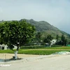 После почти 10 лет усилий в районе острова было посажено более 3 000 деревьев банг вуонг, которые сейчас цветут. (Фото: ВИА) 