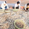 越南双壳贝类出口潜力巨大(图片来源：越通社）