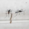 传播寨卡病毒的伊蚊（图片来源：越通社）