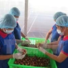 海阳省扩大出口荔枝的生产规模