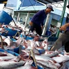 越南查鱼与巴沙鱼的养殖操作规程相当先进