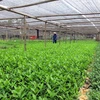 富寿省富田农业合作社茶叶生产模式。（图片来源：baophutho.vn）