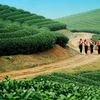 木州高原的茶田（图片来源：越南人民报）