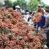 越南对中国的荔枝出口额达4200万美元