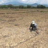 受干旱影响 越南多地水稻耕地丢荒（图片来源：越通社）