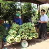 莱州省霍隆边境乡农民靠种植香蕉脱贫（图片来源：越南之声）