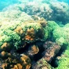 昏果岛周围多姿多彩的珊瑚礁和多样海洋生物（图片来源：人民军队报）