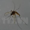 寨卡病毒传播载体--蚊子（图片来源：AFP） 