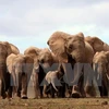 大象（图片来源：法国新闻社）