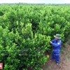 南药的金橘种植区面积为5公顷，供配制咳嗽药(图片来源：越南画报）