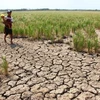 湄公河下游干旱情况