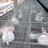 日本NipponZoki有限公司在安沛省文振县尚鹏罗乡开展的兔子养殖项目