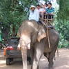 得乐省大象面临灭绝危险。（图片来源：西贡解放电子报）