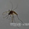 埃及伊蚊——寨卡病毒的主要传播媒介