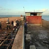 越-中两国渔民正在把牡蛎苗移到茶古水产养殖场。（图片来源：越南画报）