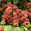 越南咖啡行业 努力克服气候变化的影响