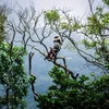 热爱拍摄山茶半岛上白臀叶猴的记者