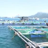 广义省居民将龙虾养殖模式转为鱼类养殖模式