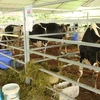 胡志明市 实现奶牛养殖业结构调整 