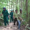宁平省努力提高森林管理保护工作效果
