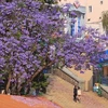 大叻市街头蓝花楹盛开 景色迷人成为一道美丽风景 