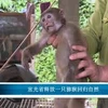 宣光省释放一只猕猴回归自然