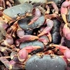 李山岛努力保护与可持续开发石蟹